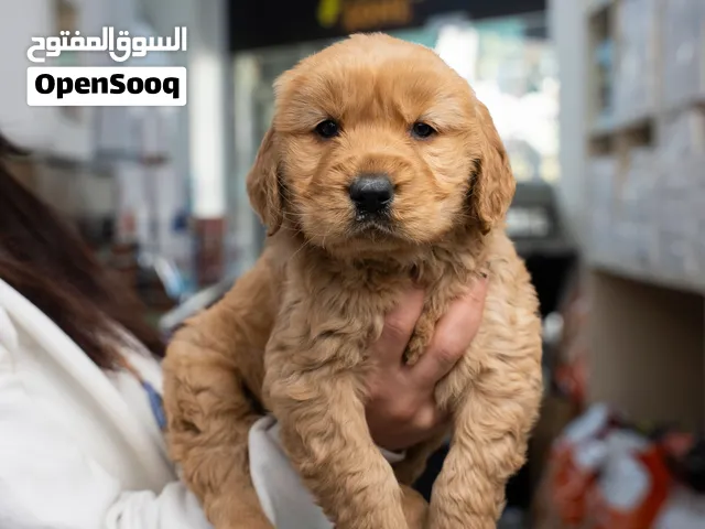 جولدن ريتريفر مميزه مناسبه للاطفال والمنزل مع جميع اللقاحات اللازمه وجرعه الدود ومايكروشيب
