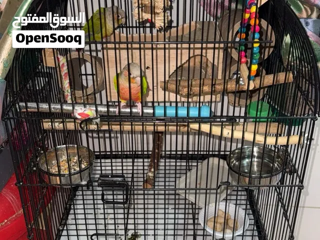 زوج كنيور اعمارهم 8 شهور معا قفص كبير