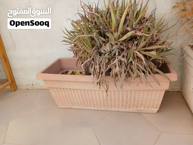 للبيع جميع لمزهريات السعر 10 ريال