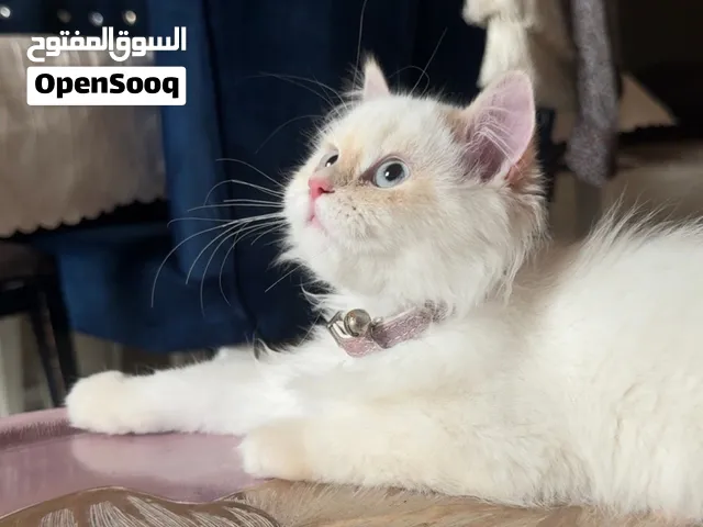 قطة أنغورا بيضا طويلة الشعر بعيون زرقاء وملامح