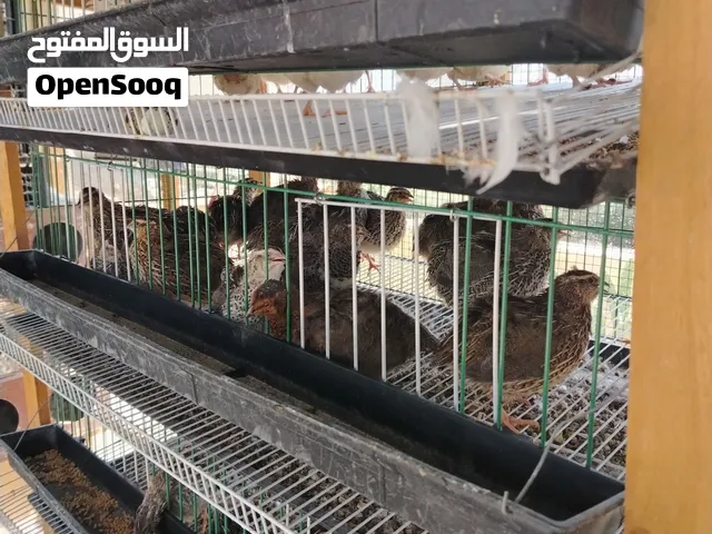 يوجد 12 جوز حمام فرنسي وسمان فر