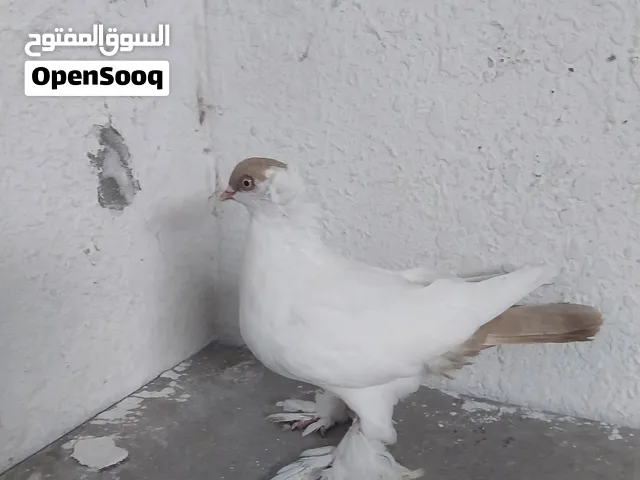 حمام للبيع بودابست، طيرة بالوني، بواز ،زواجل، مراسليات....