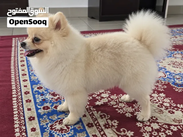 Female Pomeranian Puppy
