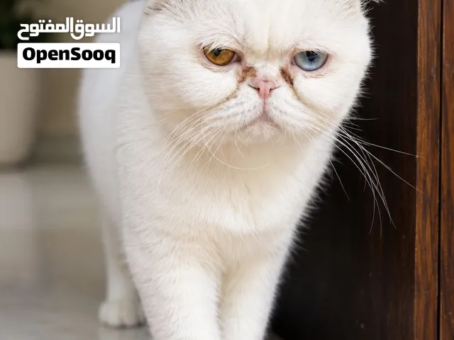 Scottish fold punch faced cat for rehoming