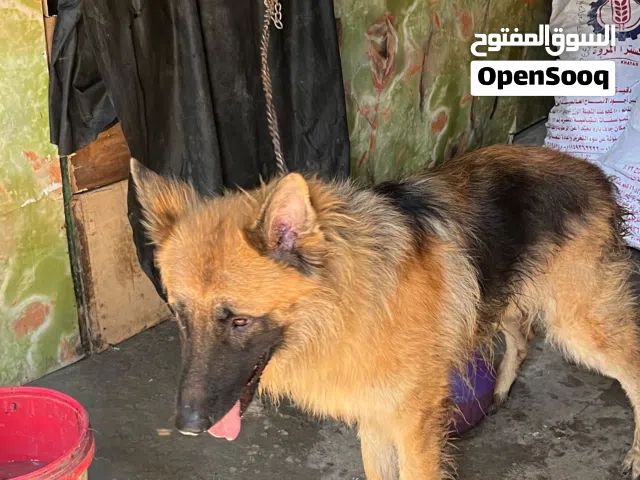 كلاب جيرمن شيبرد للبيع في شبرا مصر فيها كسه و عراقيين تقليب محترم كلب محترم