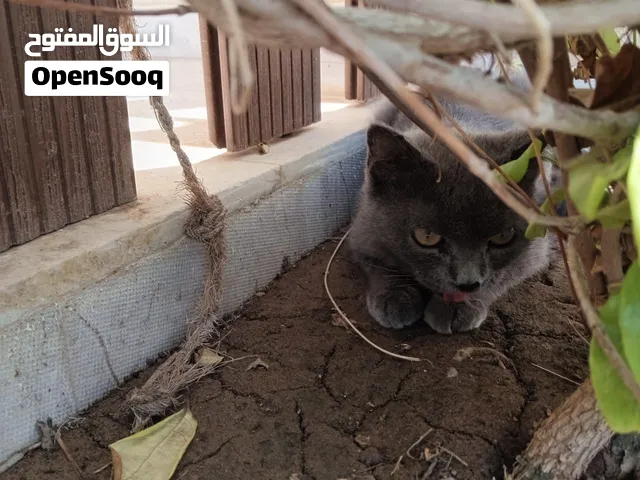 قطه للبيع جميل رمادي