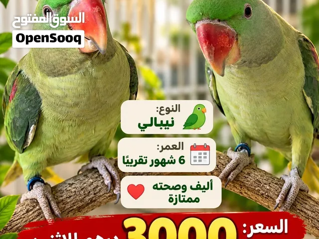 بغبغاء نيبالي 2