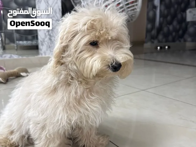 Maltipoo- Male- 5 months( Coco) 4.5 kg weight
