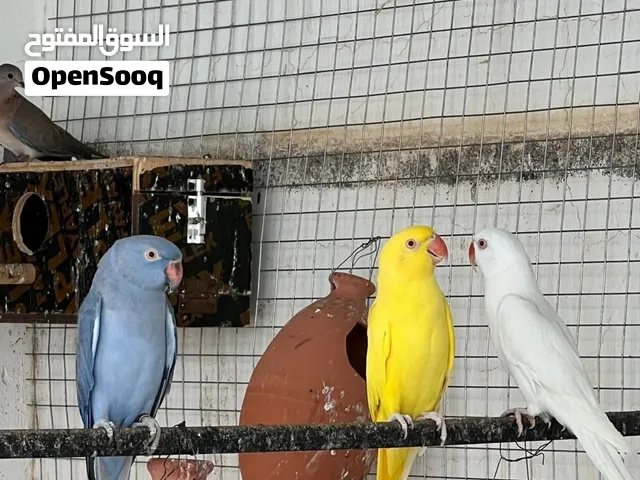 درة اللوان جميلة