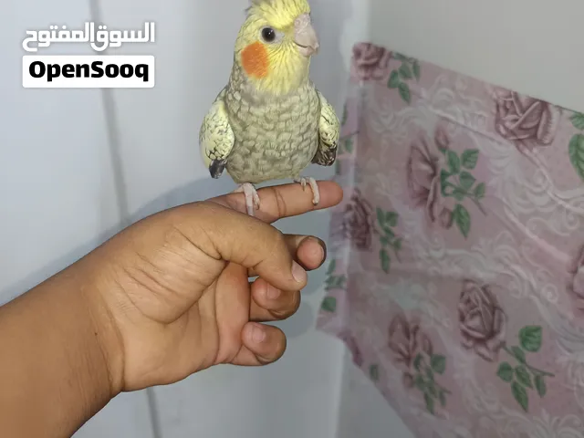 ما شاء الله طائر كوكتيل ايزابي ل مروض ابو فرخ مع قفص  ب 25 بدون قصص بي عشرين للتواصل