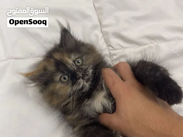 قطة صغيره للبيع
