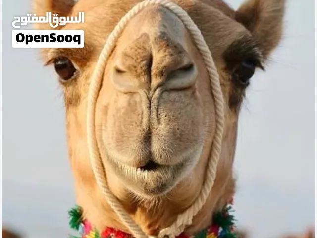 مطلوب قليصه للتواصل واتساب فقط