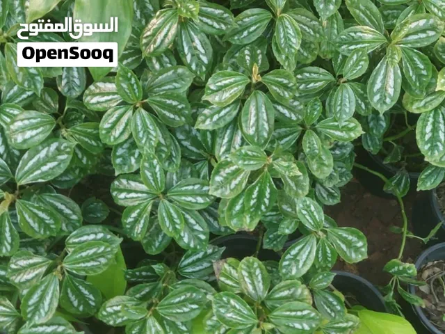 مشتل بيلسان الورد