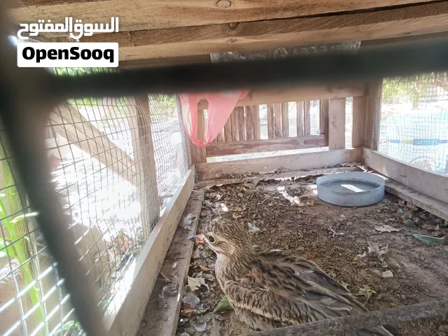 طائر الكروان الصحراوي