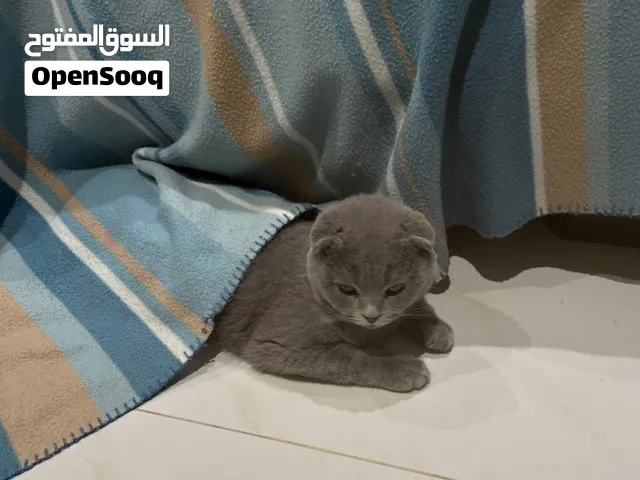 نوع القط : - 1 كيتين سكوتيش فولد ذكر