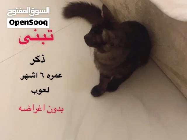 سلام عليكم قطو للتبني ذكر