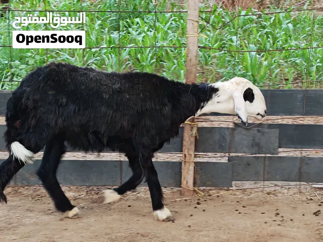 للبيع فقط جاعده نجديه بكر ما شاء الله ضخمه بغيت تربيه او ذبيحه ممتازه