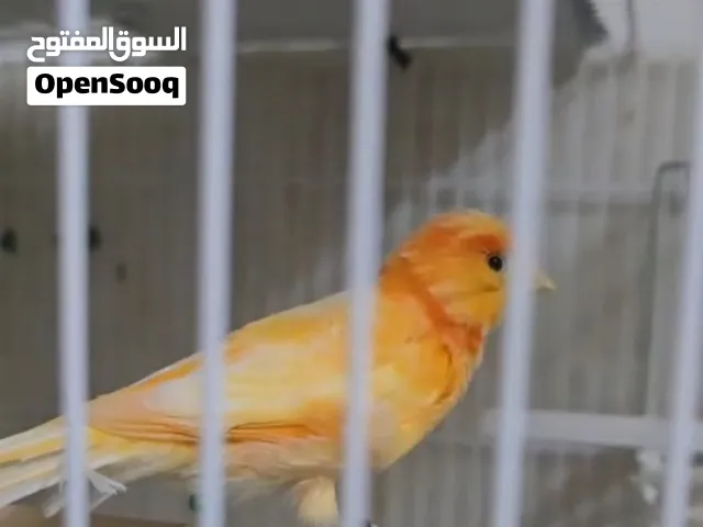 انثى كناري حبة خشنة جاهزة  200