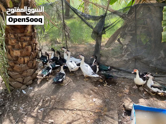 للبيع بط مصري
