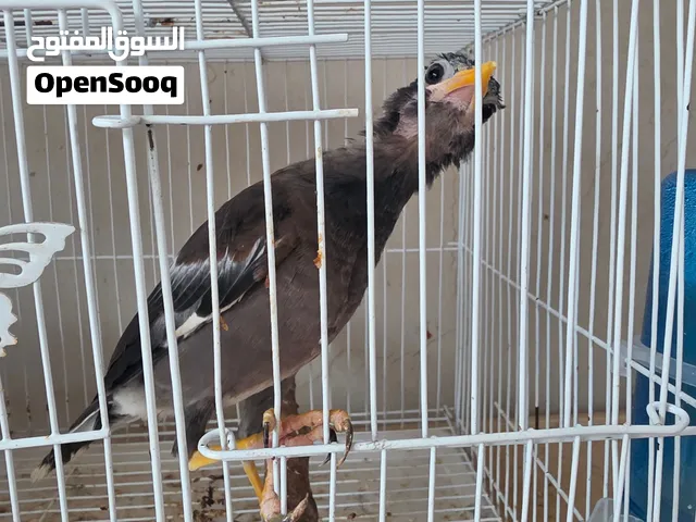 طير مينا للبيع مع ملحقاته قفص مع اكل و دود قبابي مجفف