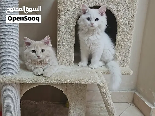 قطتين شرازي للبيع