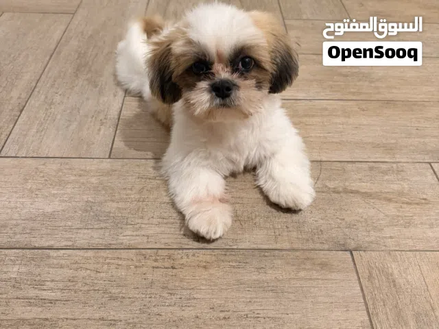 Female Shih Tzu Puppy  3 Months Old  Healthy & Playful