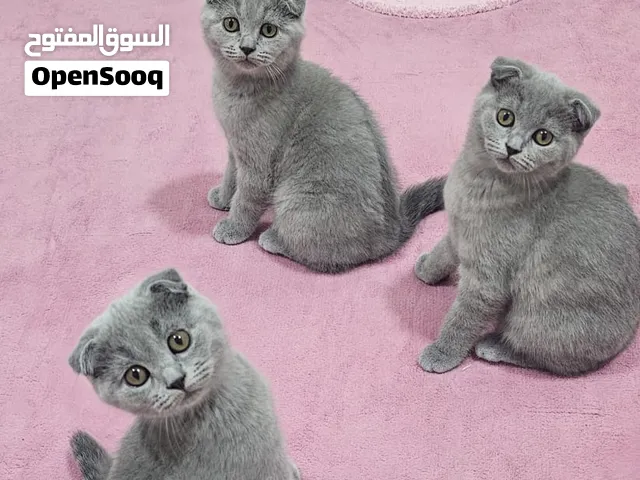 قطط سكوتش فولد وستريت.. Adorable Schittish fold kittens
