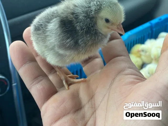 صيصان عماني