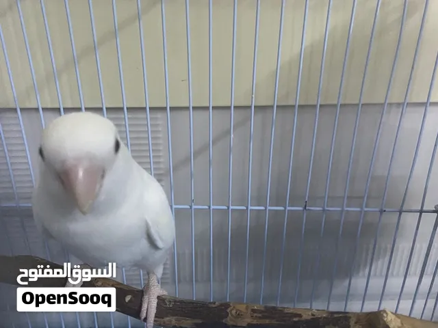 طير روز للبيع