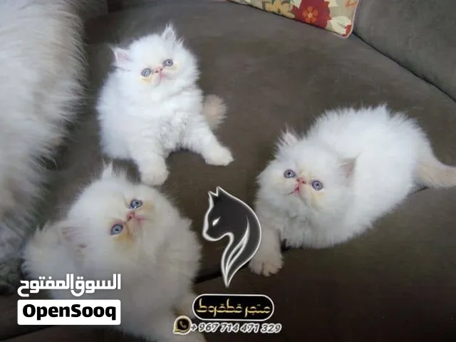 هملايا اورنج بيرشن مستوا فخم