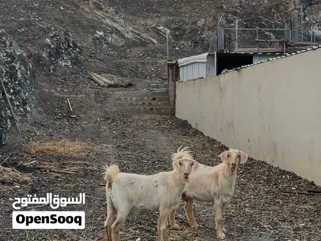 غنم جاموديات حلال الجبل