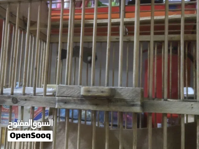 طير بلبل للبيع مع القفص وبي مجال بسيط