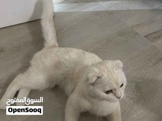 سكوتش فولد
