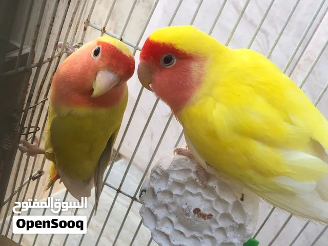 كوبيا روز بركديلو الله يبارك مصوقره ب تلف