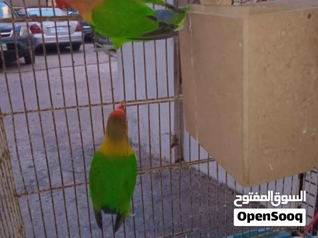 جوز راماج بياض
