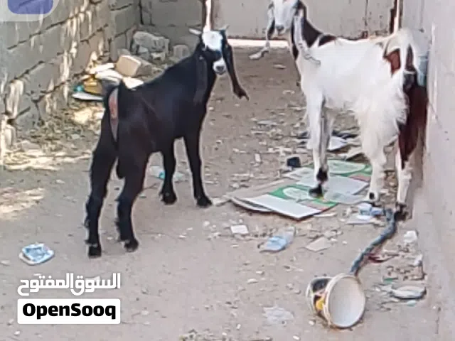 صخله شاميه الول بطن امبدله سنين ابنهه ابكدهه اسمان كلش قافلات من الحم على قول راعيهه عليهه شهر وانص