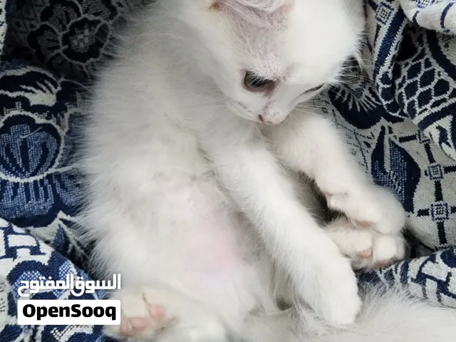 قطه أنثي بيضاء عيون ملونه أخضر صغيره 60 يوم