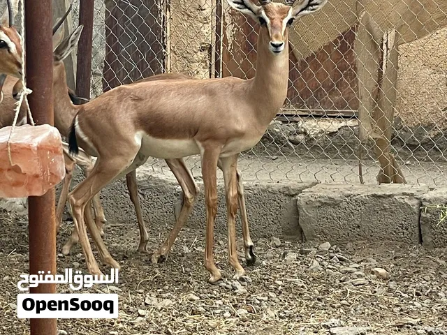 الغزال الديماني العربي