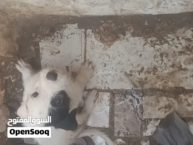 كلب عمر ثلاث اسابيع للبيع
