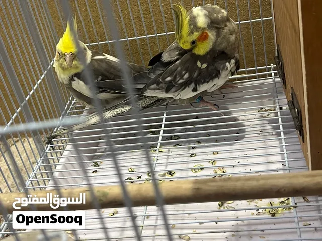 للبيع زوج  كوكتيل 25