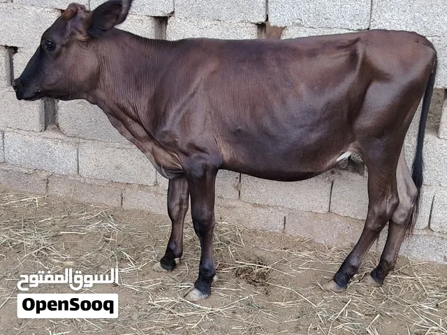 عجله بكر تهجين جيرسي نمساوي ما شاء الله عجله بياض الوجه الا يريد للتربيه