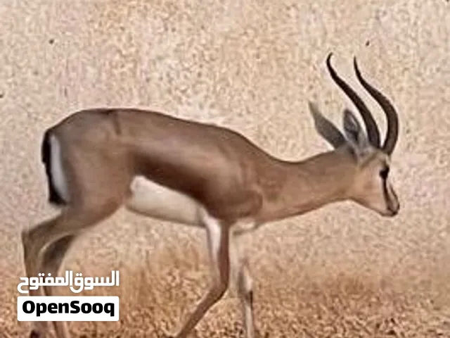 غزال حظيرة ، ذكر