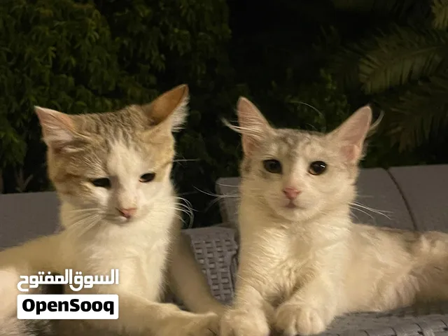 قطه منزليه أليفه للتبني (مستعجل)