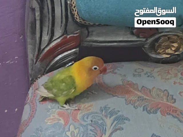 طير بغبغاء
