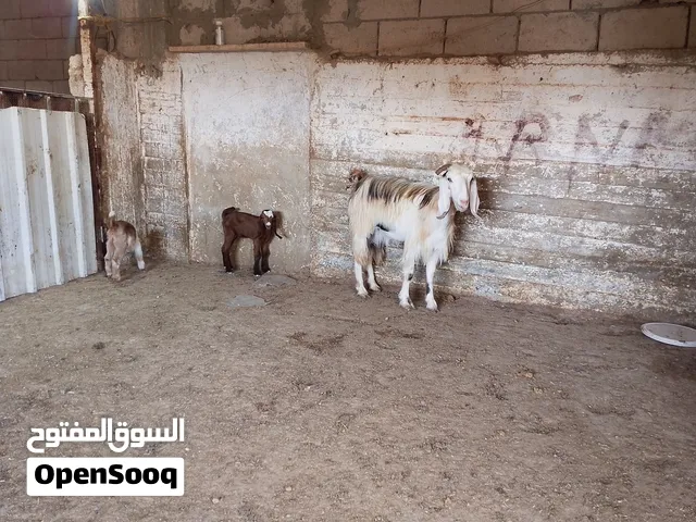 بسم الله الرحمن الرحيم