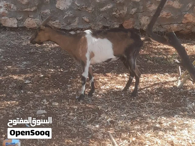 عنزين للبيع