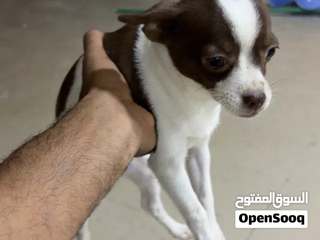 كلبين جيواو