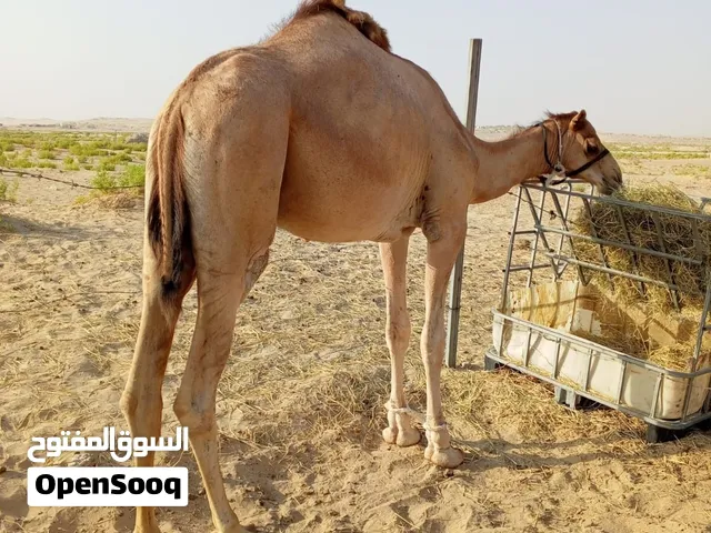 قعود للبيع بوه شاهين الوثبه  عمره سنتين و ثلاث شهور
