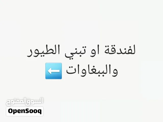 فندقة الطيور والببغاوات