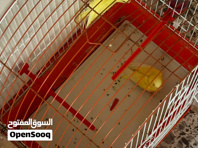 طيور الحب طفرة البادجي الاصفر جوزين صلاة النبي